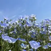 けんこうちゃんの画像
