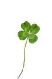 cloverの画像