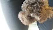 あんこままの画像