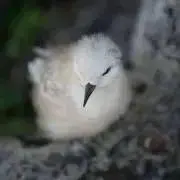 ちゃんけーの画像