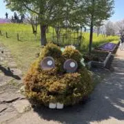 林檎の画像