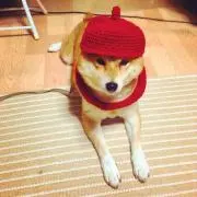 ななの画像