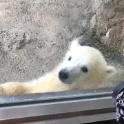 みょんの画像