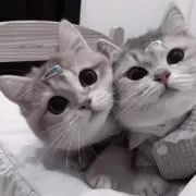 はるちゃんの画像