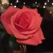 マーチの画像