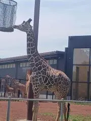 ユッキリンの画像