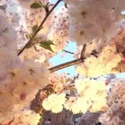 がっちゃんの画像
