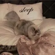 にゃんさんの画像