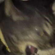 化け猫の画像