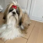 いちご1216の画像
