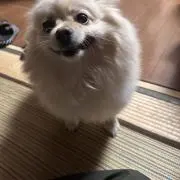 さーちゃんの画像