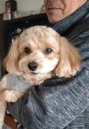 よこやん