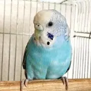 ピッピちゃんの画像
