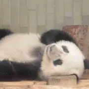 miniの画像