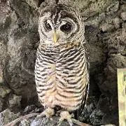 ししまるの画像