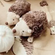 しょこの画像