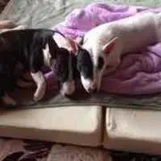 まめしば
