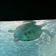 しーさー
