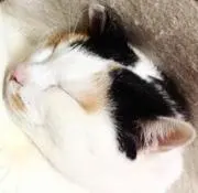 なな