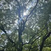 reiru