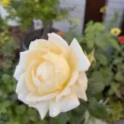 あきぽん