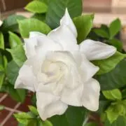 MONAの画像