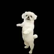 のんの画像