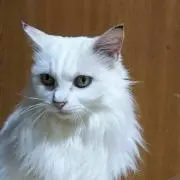 ネコのはなの画像