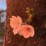 komorebiの画像