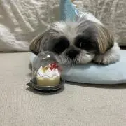 えいごりあん