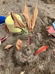 おにぎり