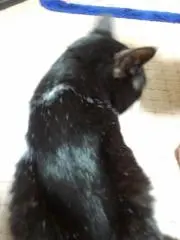 くろちゃん 即購入可❗値引き交渉可❗の画像