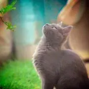 ☆とら☆の画像