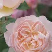 ルルドの泉の画像
