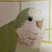 HAM