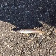 ぽの画像