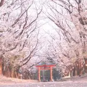 Kai@土日祝発送休みの画像