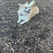しお