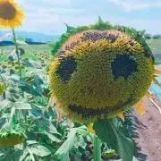 まあ