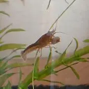 あき