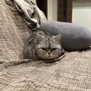 フェイの画像