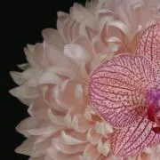 g.g.g