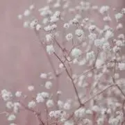 HANA.の画像