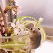 かなの画像