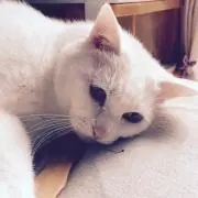 うさぎ