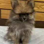 ガスパチョの画像