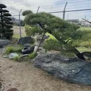 ラオウ