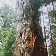komatanの画像