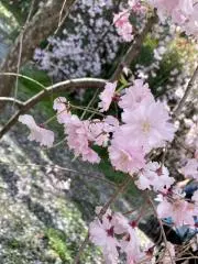 さくらこの画像