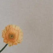 ハルの画像